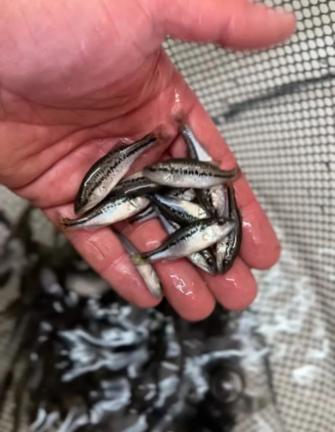 Live Largemouth Bass (60) Pond Fish | 1 to 2 in. Bass for Ponds