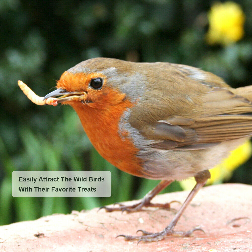 Wholesale Bulk Dried Mealworms for Wild Birds Food Blue Bird Chickens Hen Treats