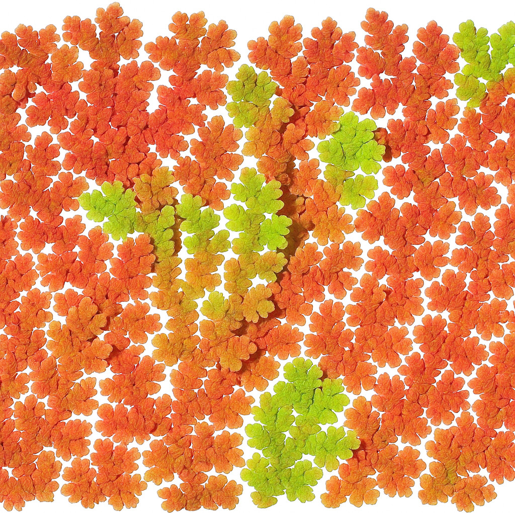 Azolla caroliniana Fairy Moss Live Floating Aquarium Pond Plant multi sizes