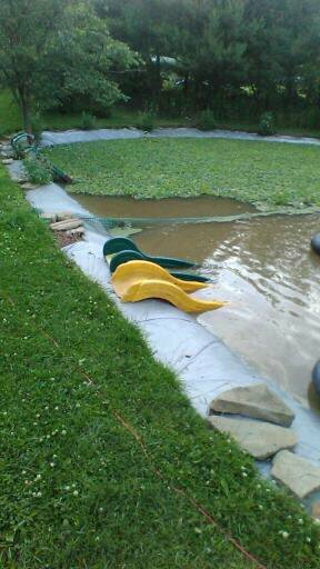 50,HELEN’S,WATER,LETTUCE,100%,ORGANIC,GROWN,LICENSED,WATER,POND,FLOATING,PLANTS