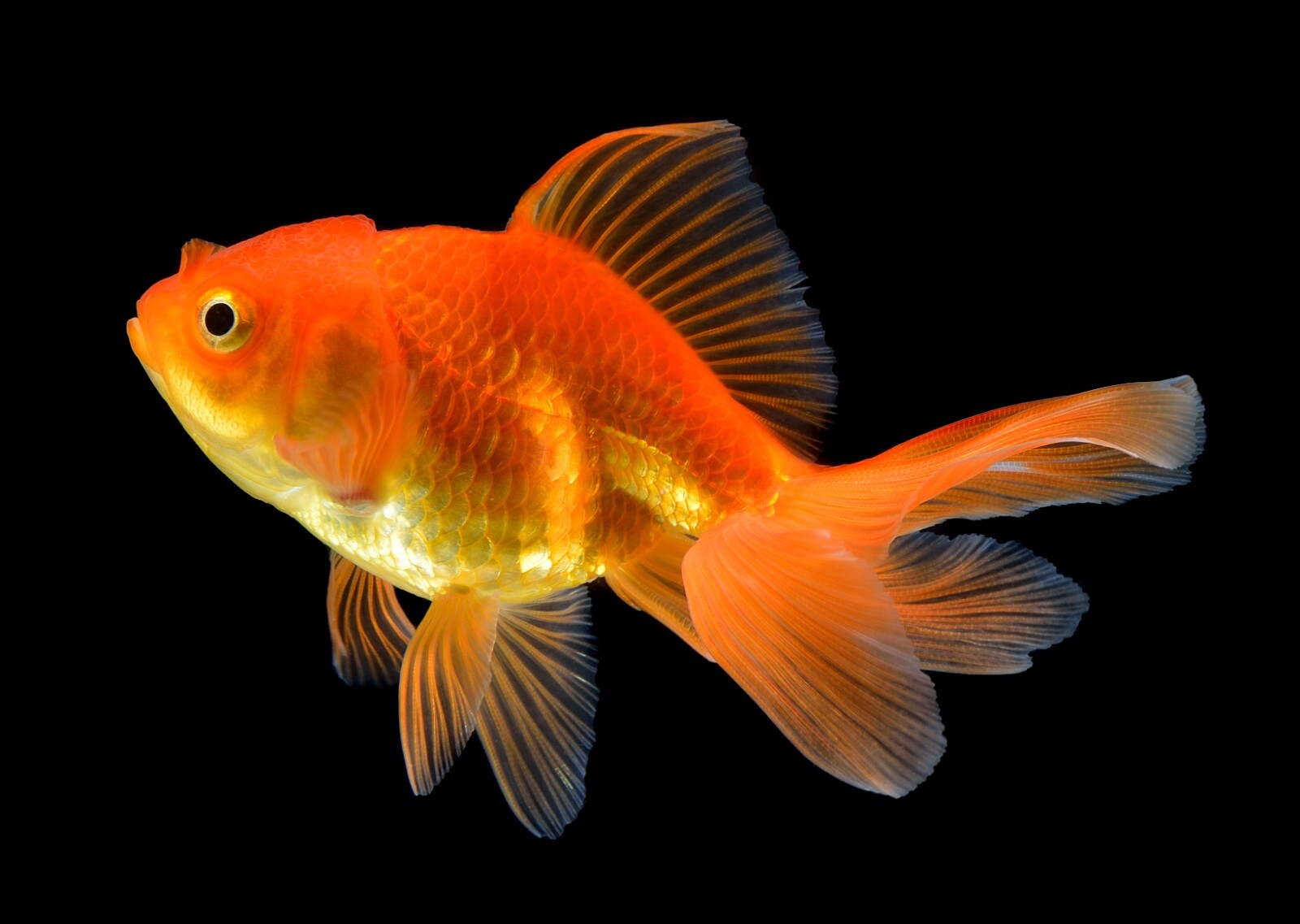 ABF Ultra Goldfish Floating Pellet Mix 1.5mm,Spirulina,Krill,Daphnia,Koi,ABF367