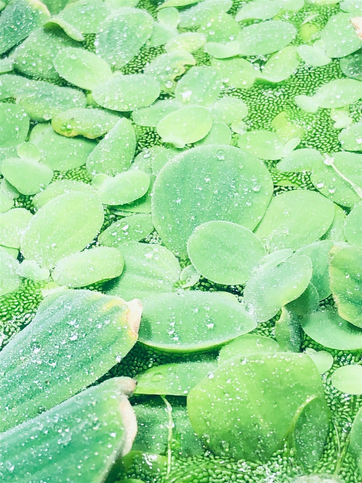 6 Water Lettuce SM/Baby Water Lettuce Freshwater Floating Plants Ponds/Tanks