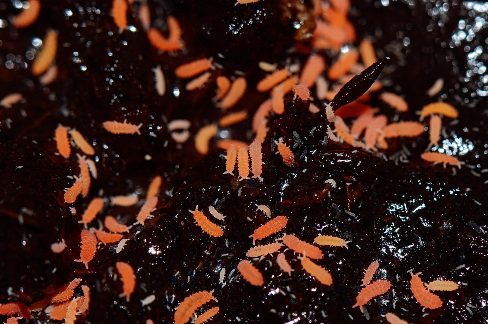 🍊🧡Orange springtails 25ct+🧡🍊perfect for tropical terrariums