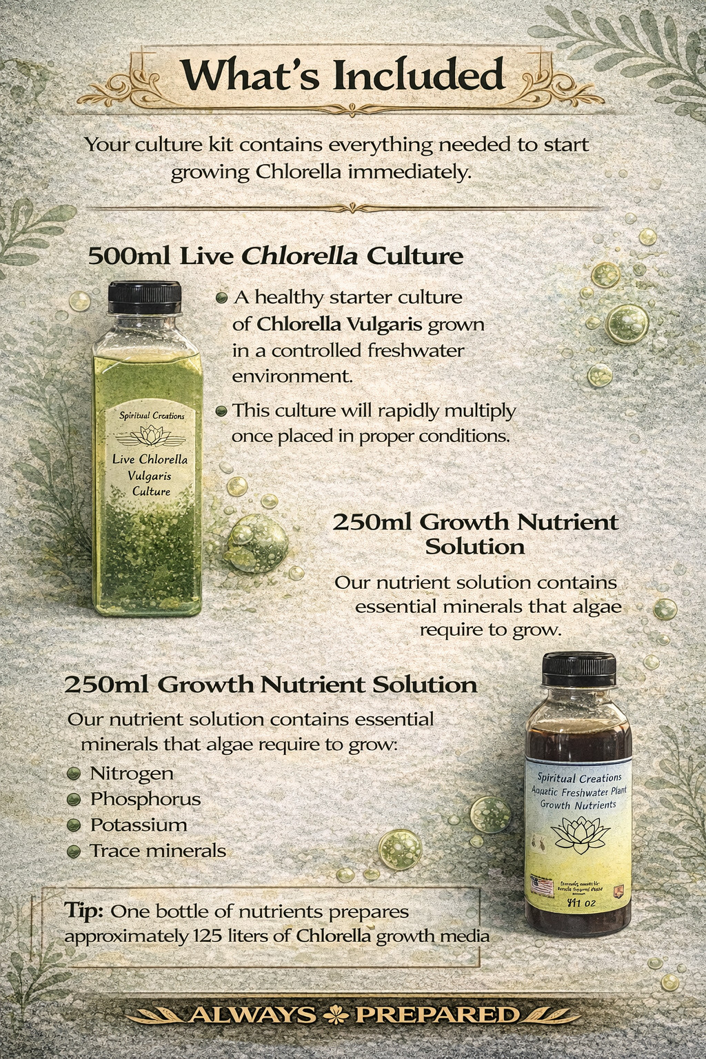Live Moina Macrocopa 1000+ & Live Chlorella Vulgaris Cultures +Nutrients