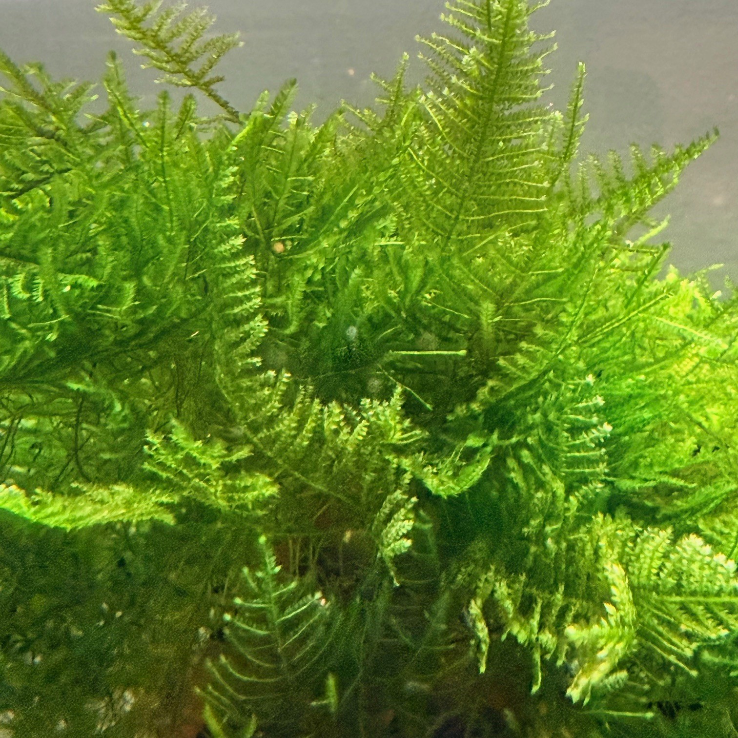 Large portion of Christmas Moss. 2 cups of 3.25 oz each. Submerged