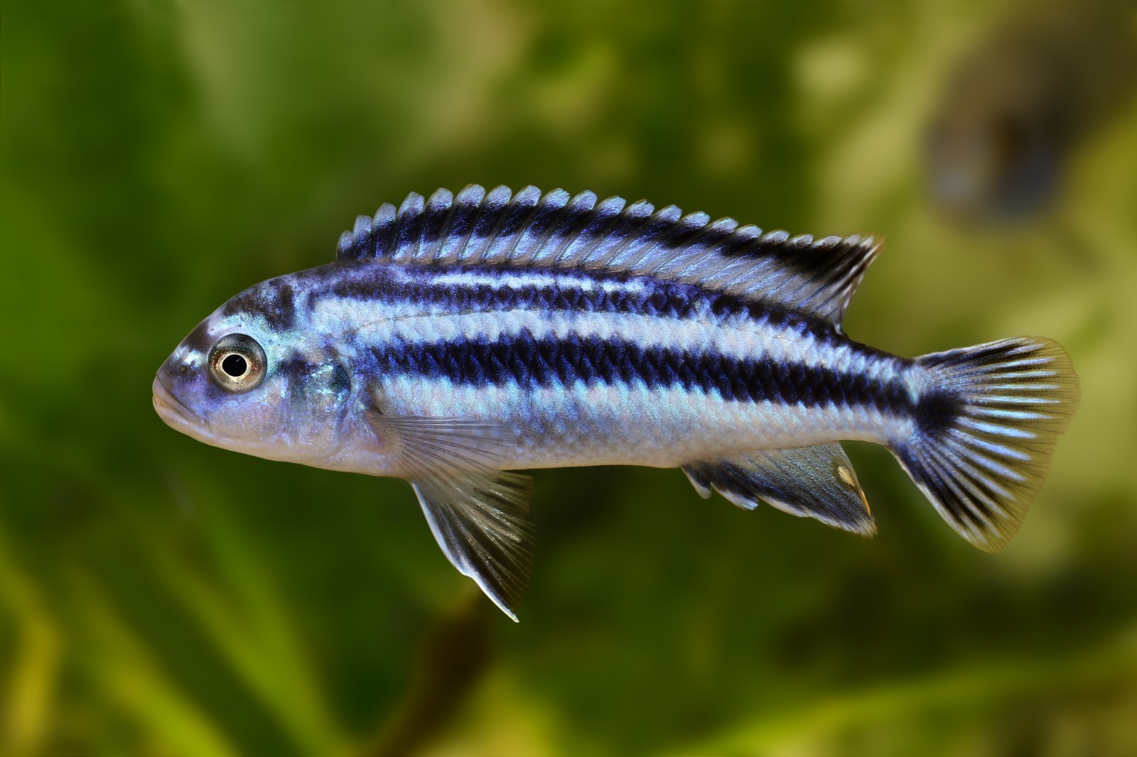 Ultra+Sinking Veggie/ Blackworm Pellet Mix 3.0mm ,Cichlids,Mbuna,Tropheus,A463