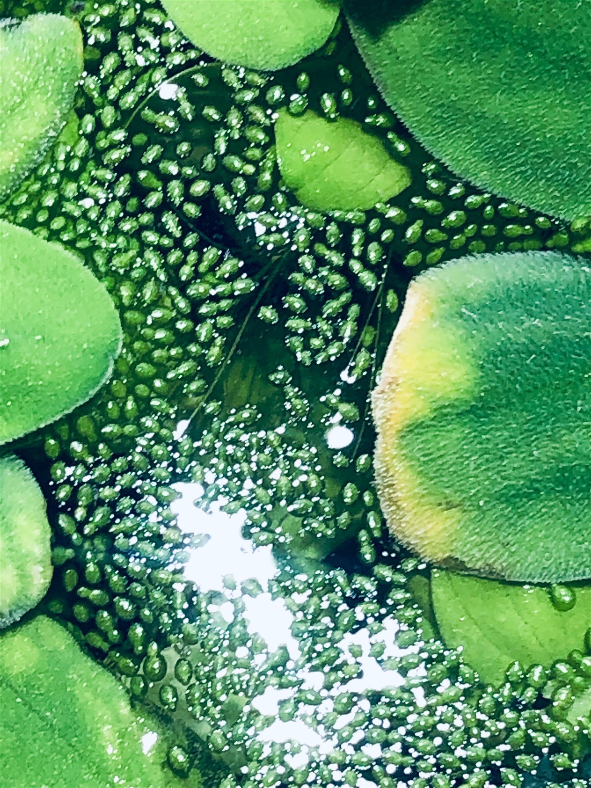 6 Water Lettuce SM/Baby Water Lettuce Freshwater Floating Plants Ponds/Tanks
