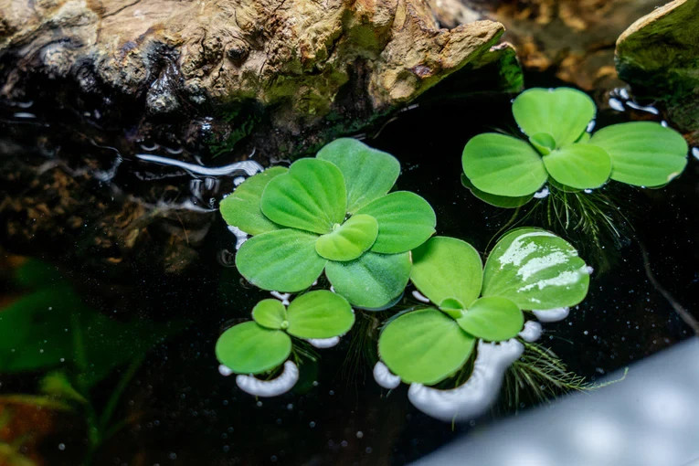 Water Lettuce Live Aquarium/Pond Plant (6 plants)