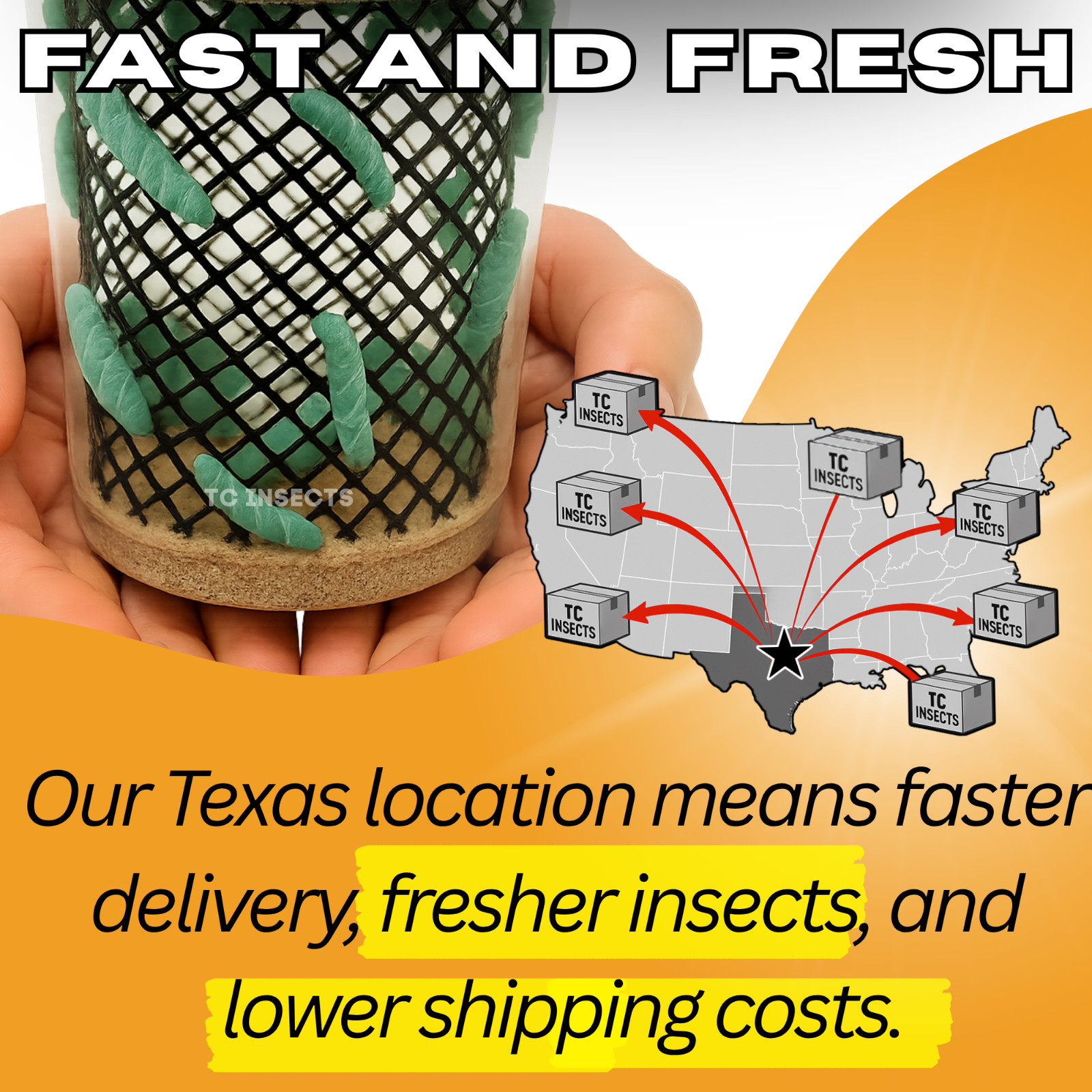 Live Hornworms | ½–1 Inch Size | Feeder Insects | FAST FREE SHIPPING