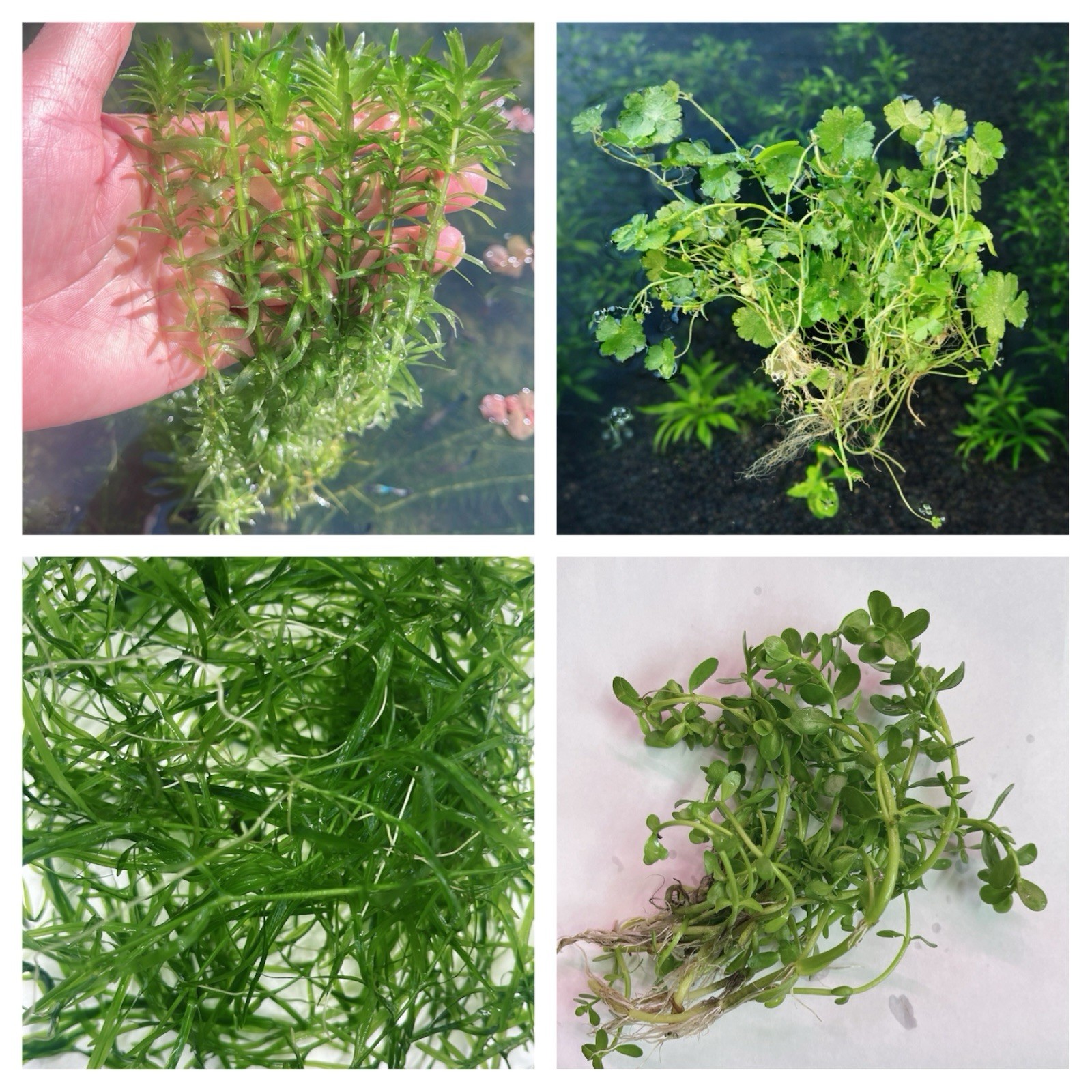 Combo (4 Species Live Aquarium Plants ) Buy 2 Get 1 Free Easy For Beginner