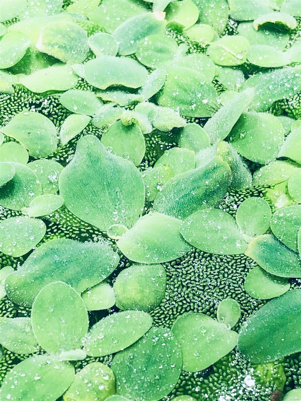 14 Water Lettuce SM/Baby Water Lettuce Freshwater Floating Plants Ponds/Tanks