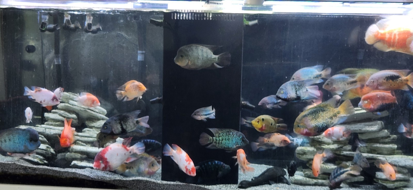 360 Gal Aquarium Full Of Beautiful Fish. With Lots Of Filters And Other Stuff