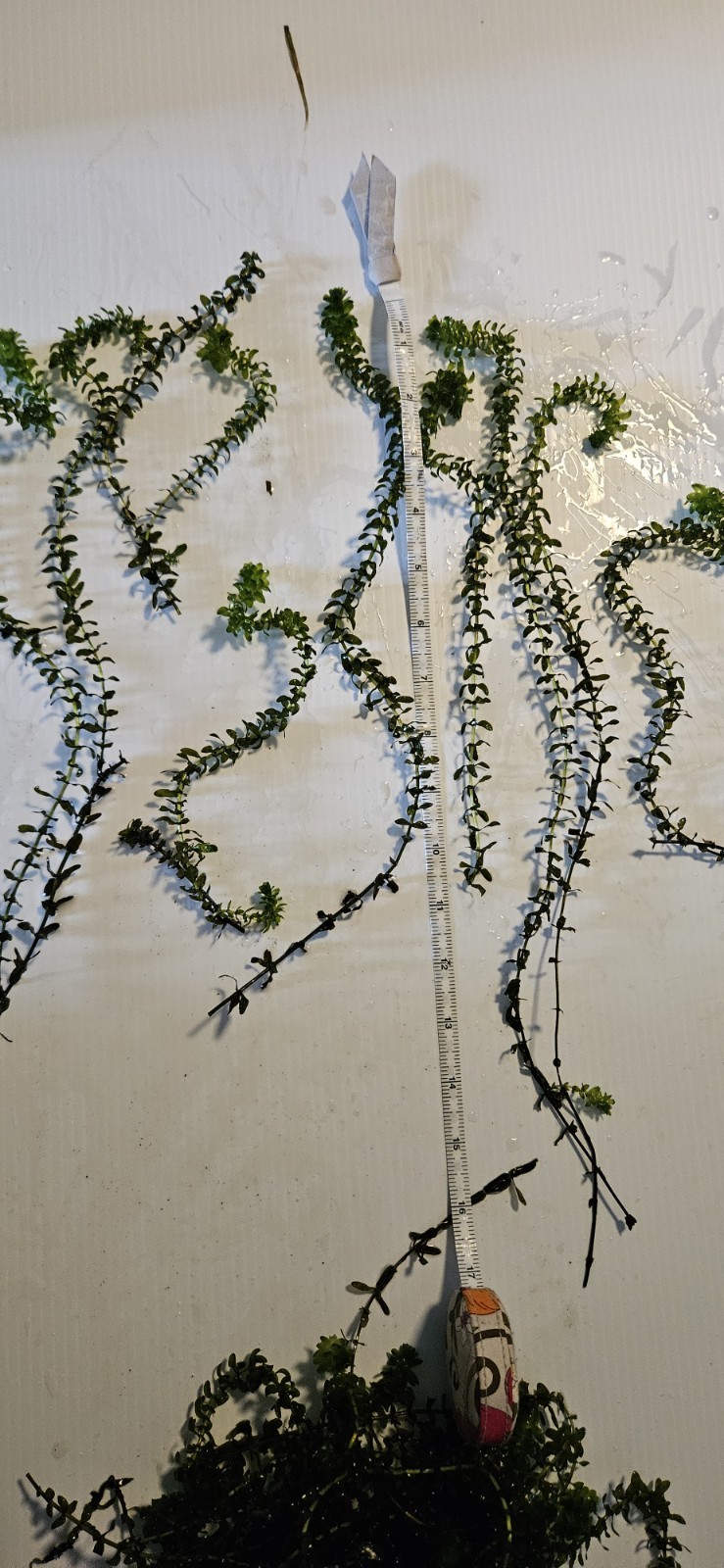 100 STEMS ELODEA CANADENSIS WATER PLANTS KOI Aquarium Or Ponds