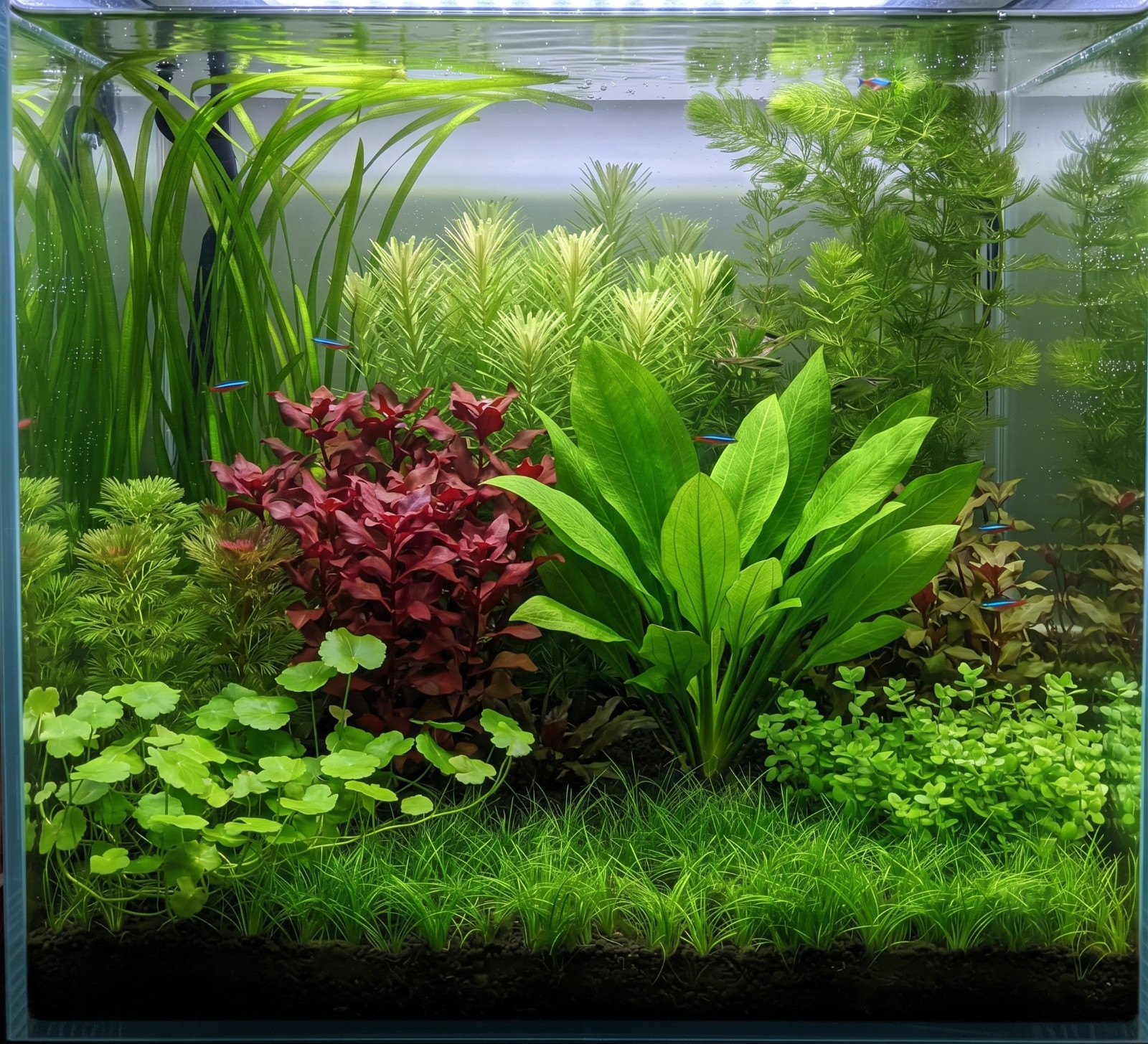 6 Jungle Vallisneria Planted Tank Live Aquarium Plants Beginner BUY 2 GET 1 FREE