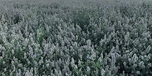 From The Field | Ultimate Blend Catnip & Silver Vine | Premium Usa-gro