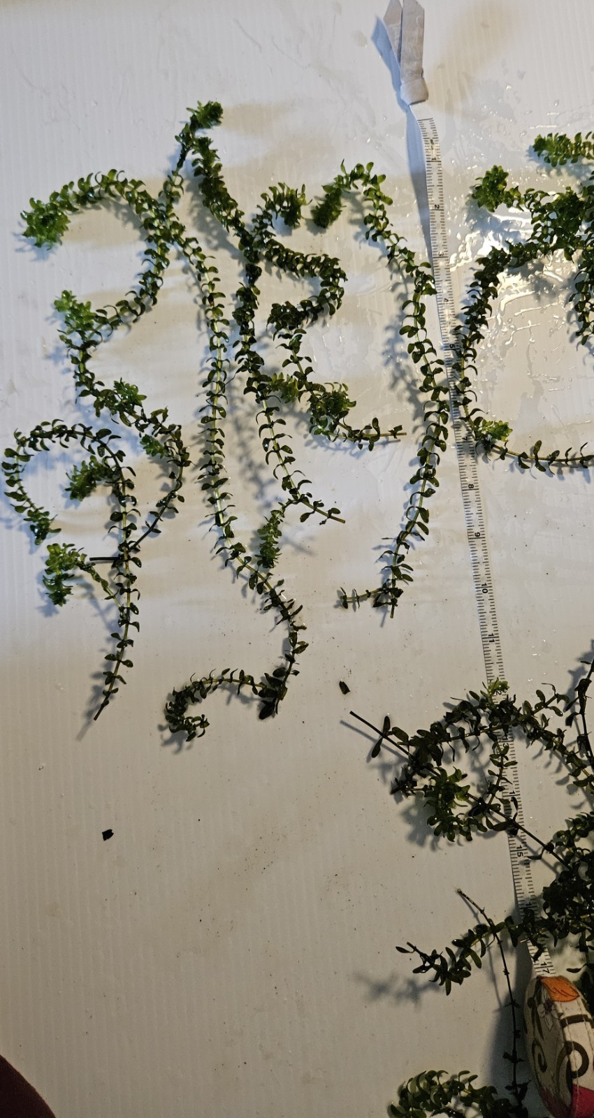 100 STEMS ELODEA CANADENSIS WATER PLANTS KOI Aquarium Or Ponds