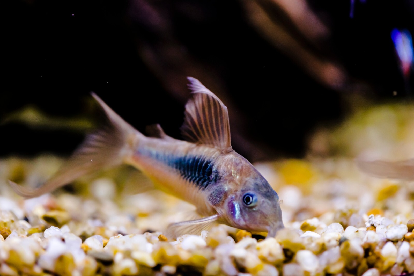 CORY CATFISH FOOD MIX Bottom Feeders,Snail,Crayfish,Catfish,Loach,ABF205