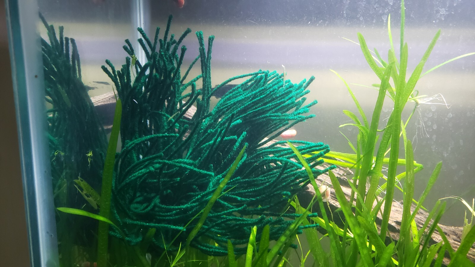 Spawning Mop – Floating or Weightless or Sinking – For Breeding Spawning Fish