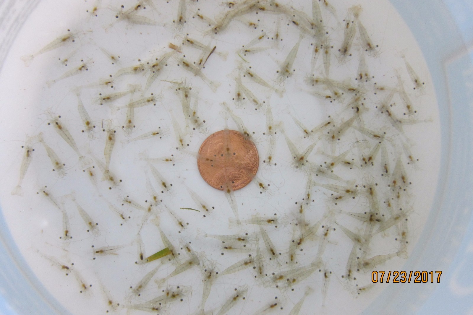 200+ Live Freshwater Ghost Shrimp -FREE SHIPPING
