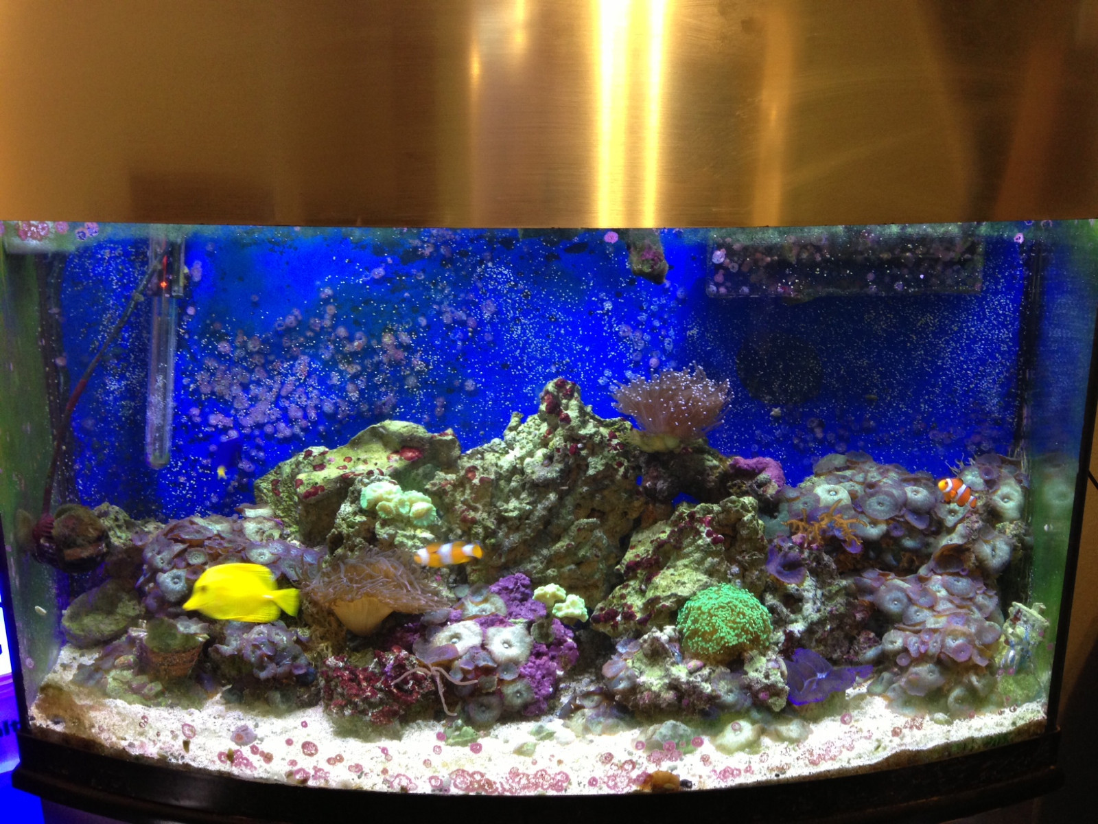 Aquarium LED Reef Light 30W 445nm Actinic Blue (Metal Halide alt. Lamp) MH Coral