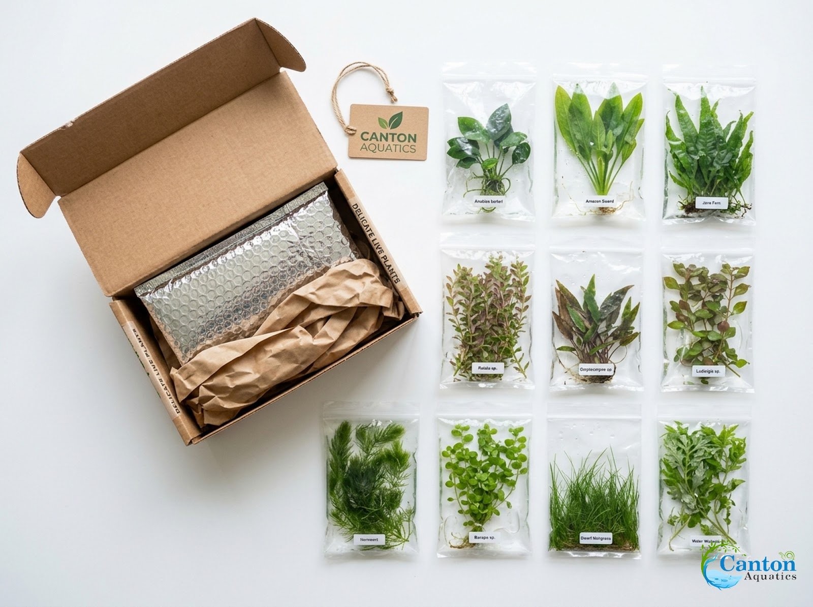 Beginner 10 Aquarium Live Plants Bundle Pack (10 Plants) Live Aquarium Plants
