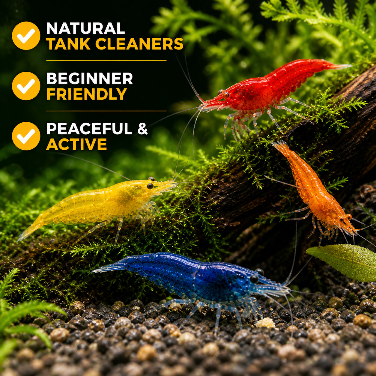20+2 Mixed Neocaridina Live Shrimp – Freshwater Aquarium shrimps – Live Arrival