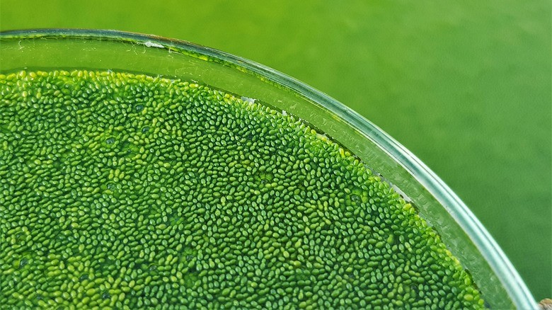Wolffia Globosa, Worlds smallest flowering Floating plant, Micro Aquarium. Easy