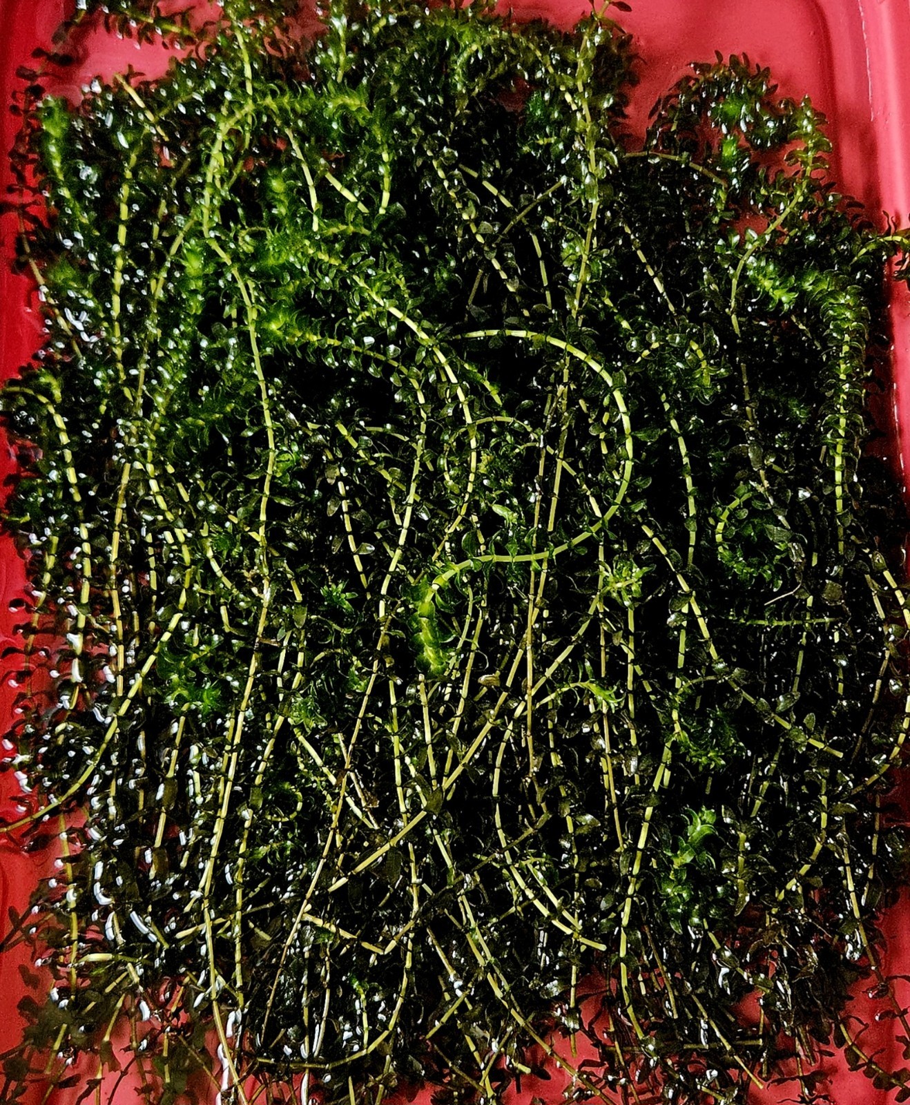 100 STEMS ELODEA CANADENSIS WATER PLANTS KOI Aquarium Or Ponds