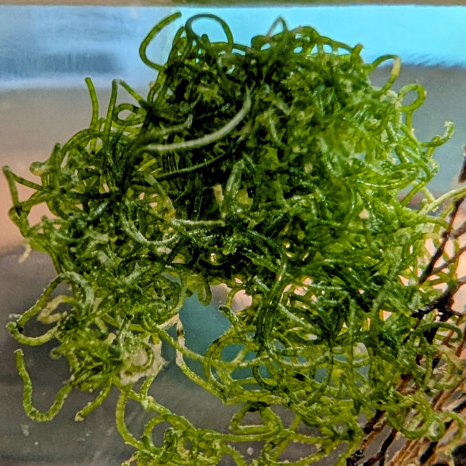 Moss Ball for Hawaiian Red Shrimp Ōpae ʻula, Chaeto Algae