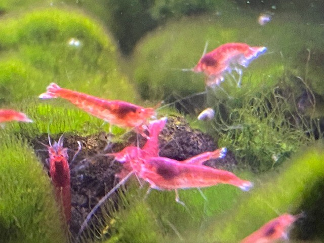 20 Hawaiian Red Shrimp Opae Ula Halocaridina Rubra Volcano Shrimp + Food