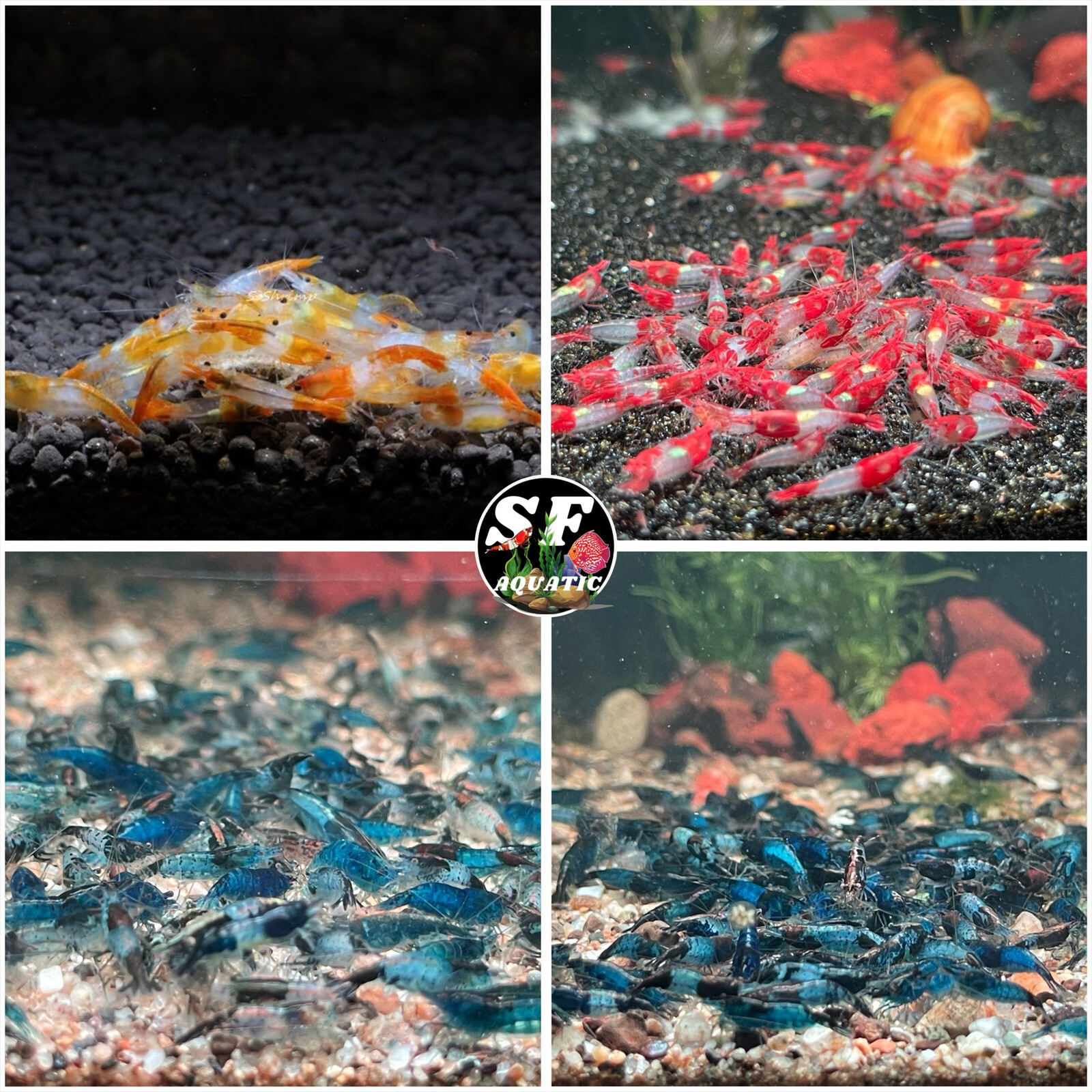 20(2) Mix Rili RED Blue Black OrangeRili Aquarium Shrimp. Live Arrival Guarantee