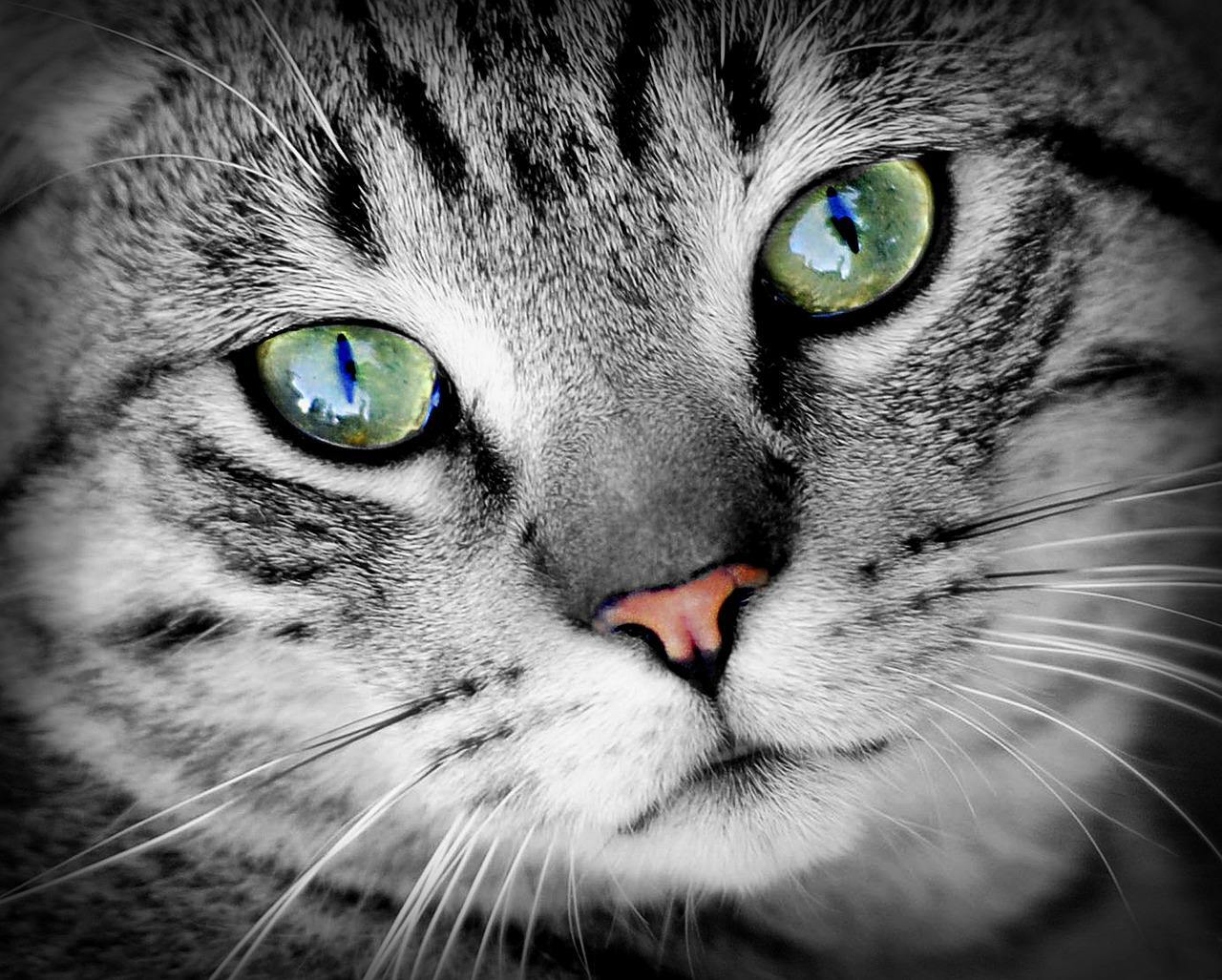 cat vitamins for eyes – CATS EYE HEALTH COMPLEX – astaxanthin for cats 2B