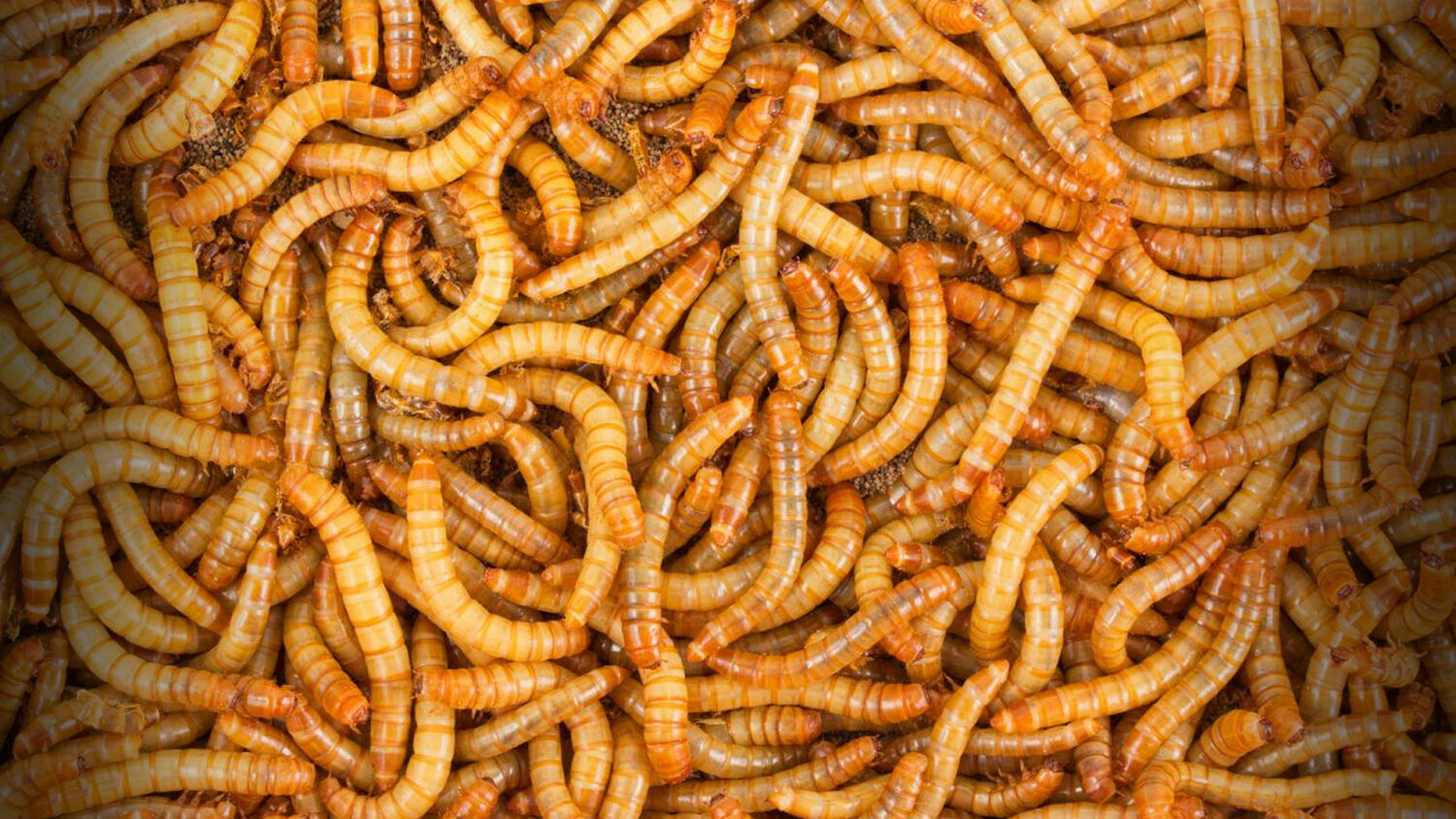 Live Mealworms – 50 – 10,000 – Large 3/4″ – 1″ – Reptile Food