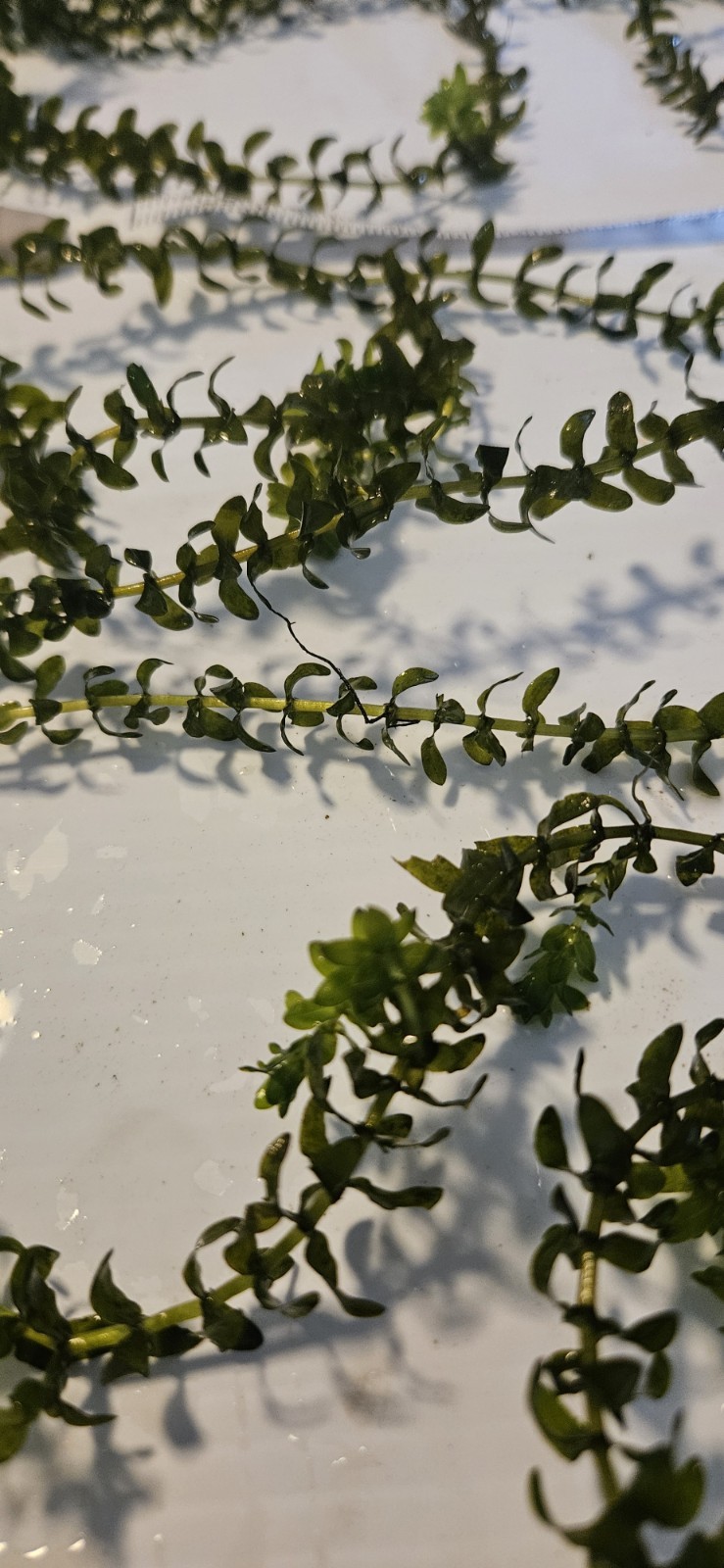 100 STEMS ELODEA CANADENSIS WATER PLANTS KOI Aquarium Or Ponds