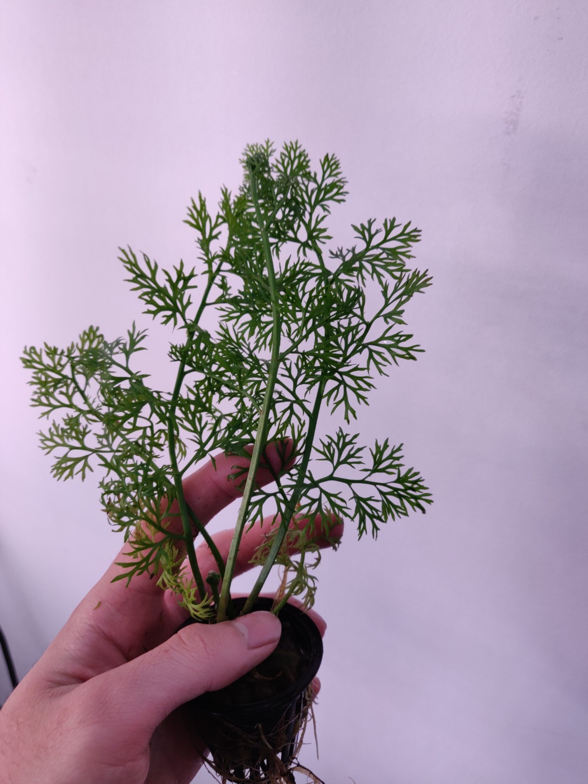 Water Sprite Potted Easy Live Aquarium Plant