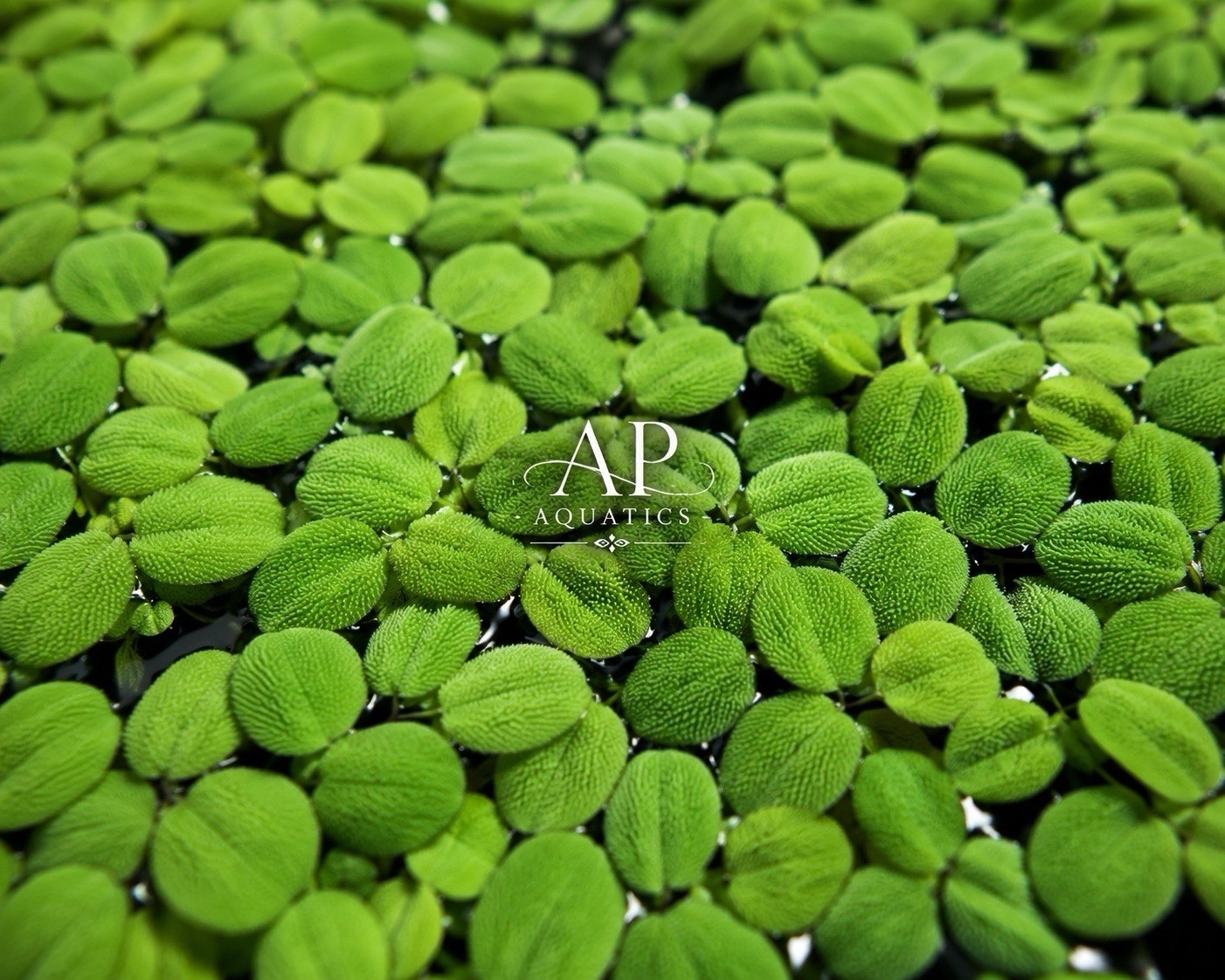 200+Salvinia Floating Plant–Fast Growing | Large Portion | Live Aquarium Plants