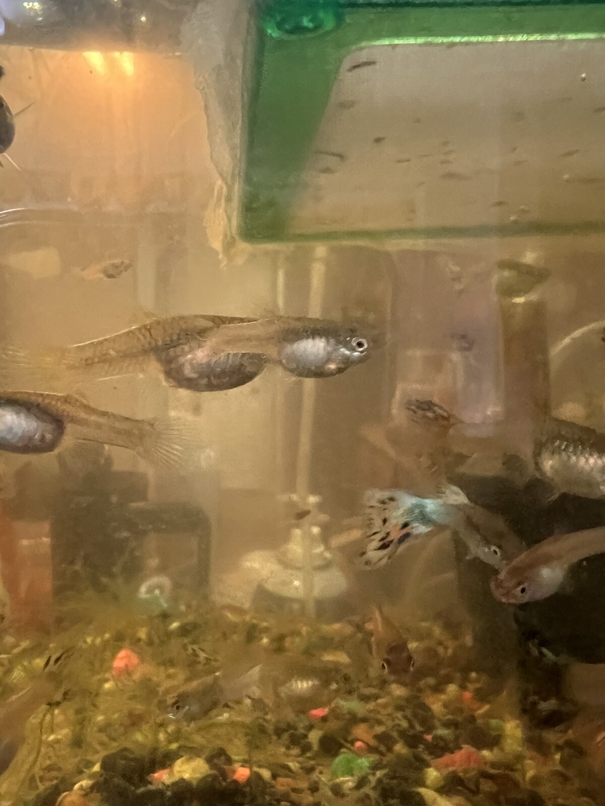 Breeding Trio ( 2 Female 1 Male) – Live Guppy Fish (Type Unknown)