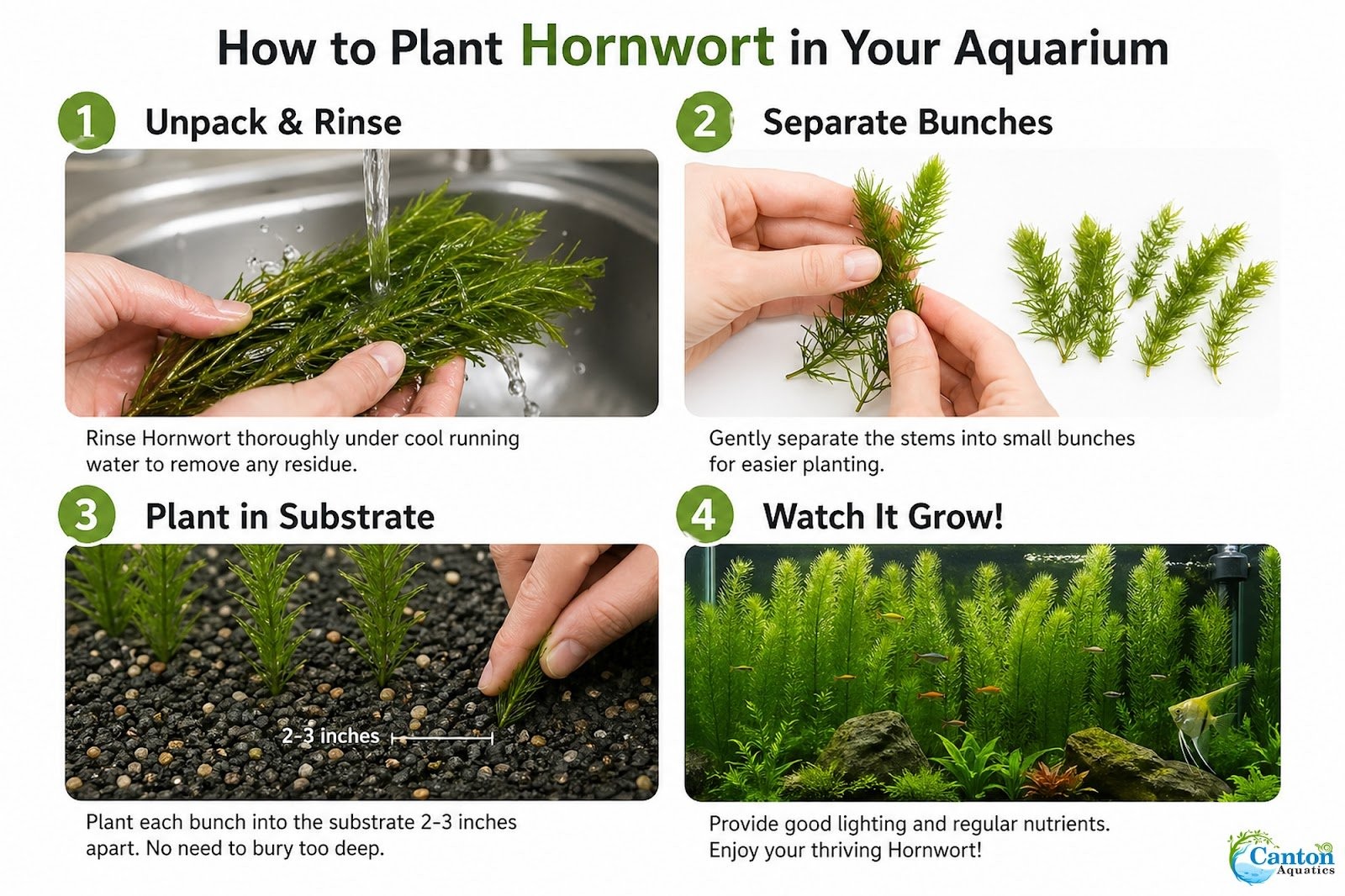 10 Pack Hornwort Bunches — Live Freshwater Aquarium Plant