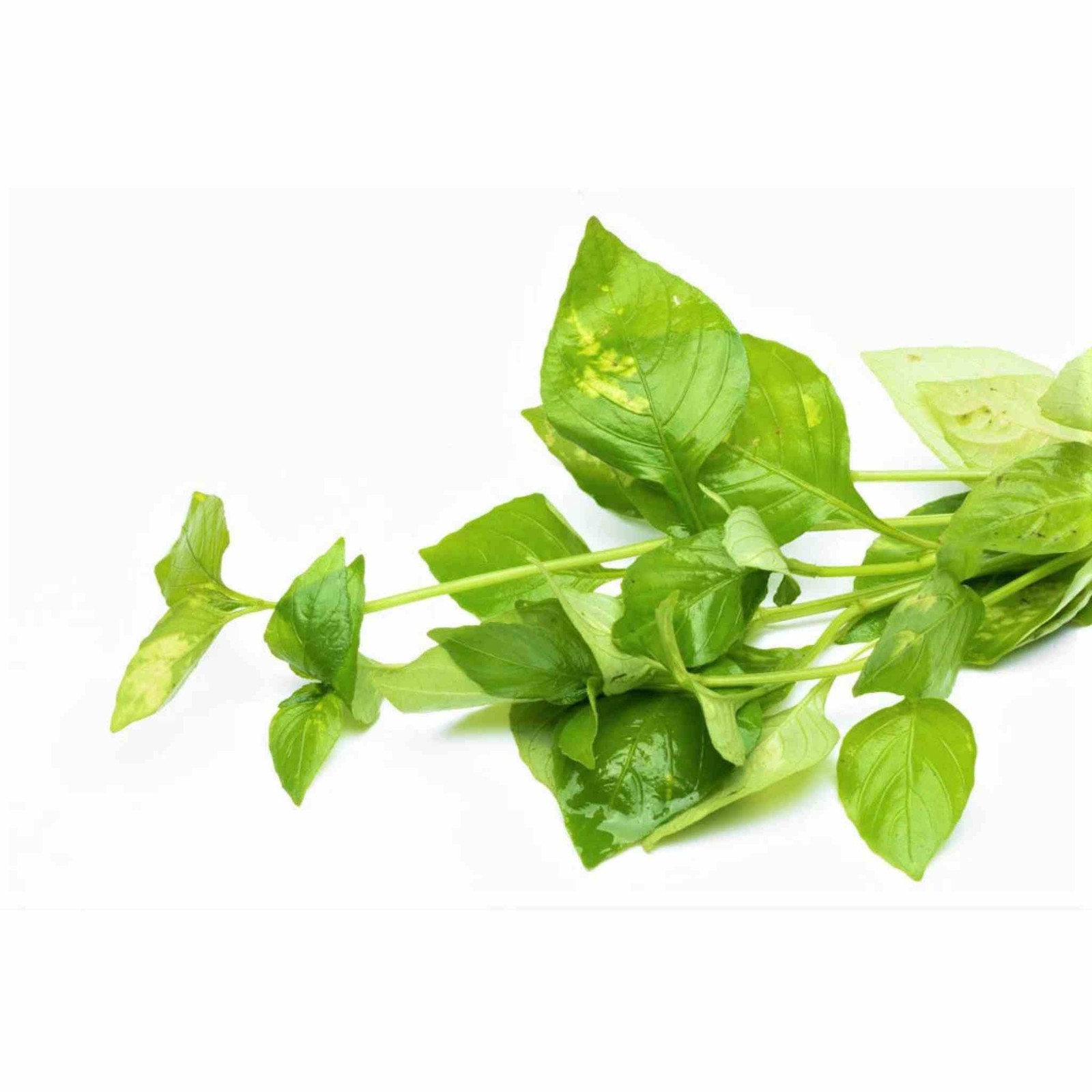 Hygrophila Corymbosa Variegated Marble Temple Aquarium Plants BUY 2 GET 1 FREE
