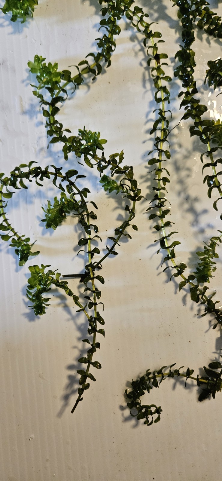 100 STEMS ELODEA CANADENSIS WATER PLANTS KOI Aquarium Or Ponds