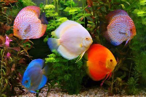 Tubifex Worms — Freeze-Dried Tubifex Cubes for Cichlids, Discus, Bettas. JAR