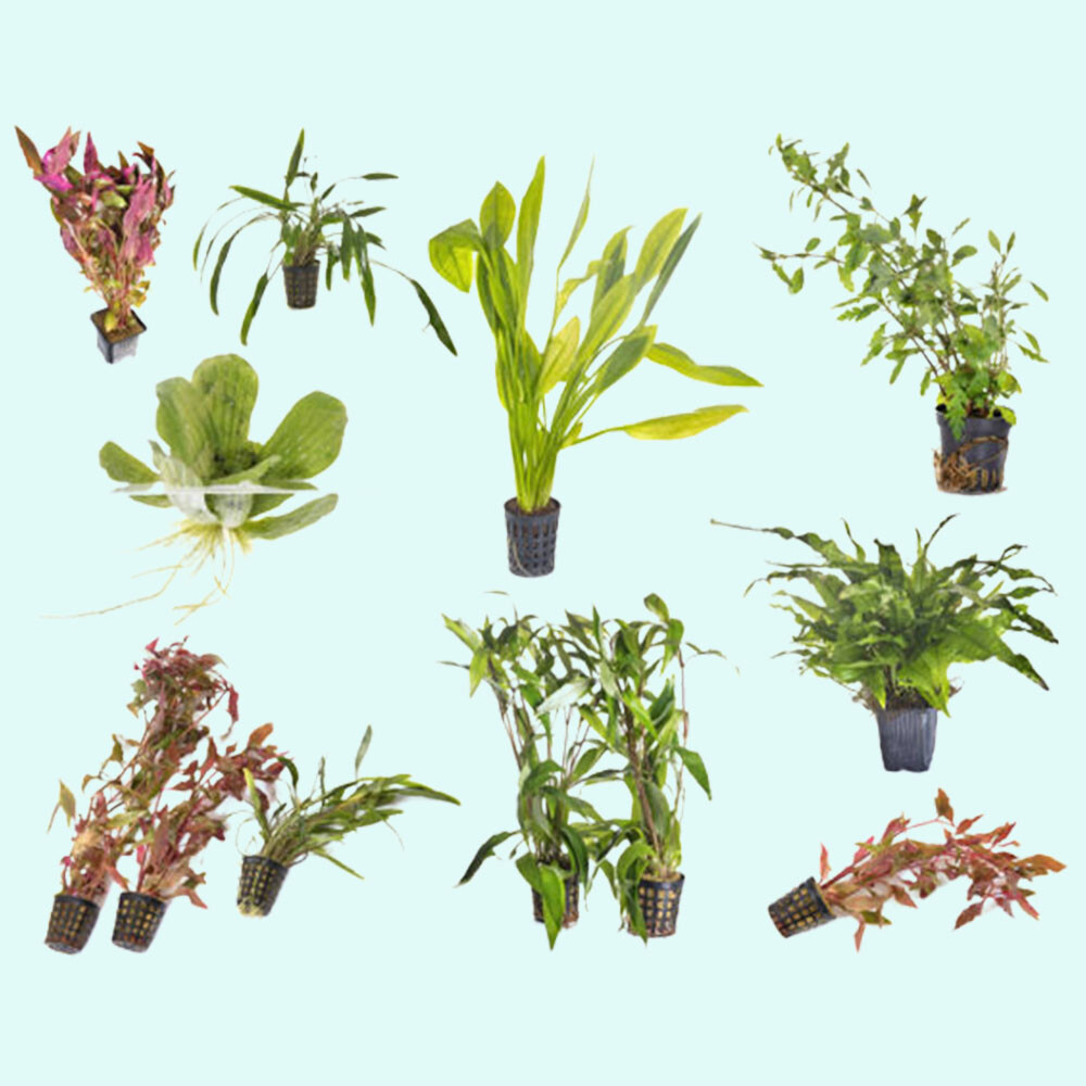 Beginner 10 Aquarium Live Plants Bundle Pack (10 Plants) Live Aquarium Plants
