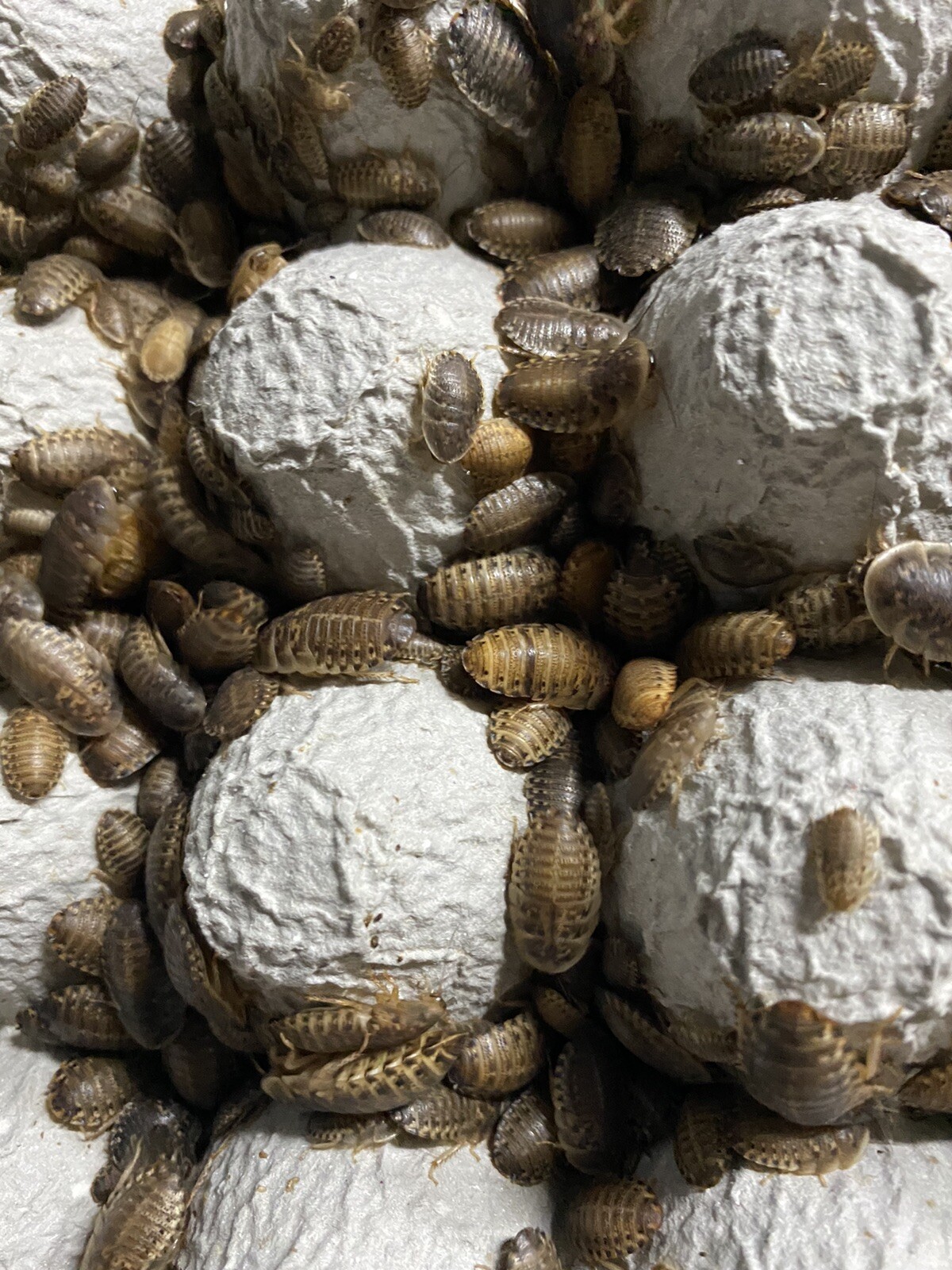 Dubia Roaches Live Feeders S/M/L/XL 100/200/300/400/500+15% Overcount+Free Ship