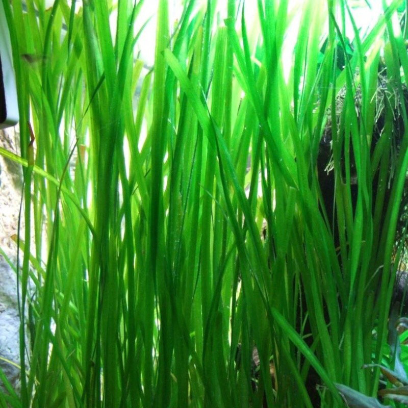 50 Jungle val plants live aquarium plants aquascaping planted tank easy