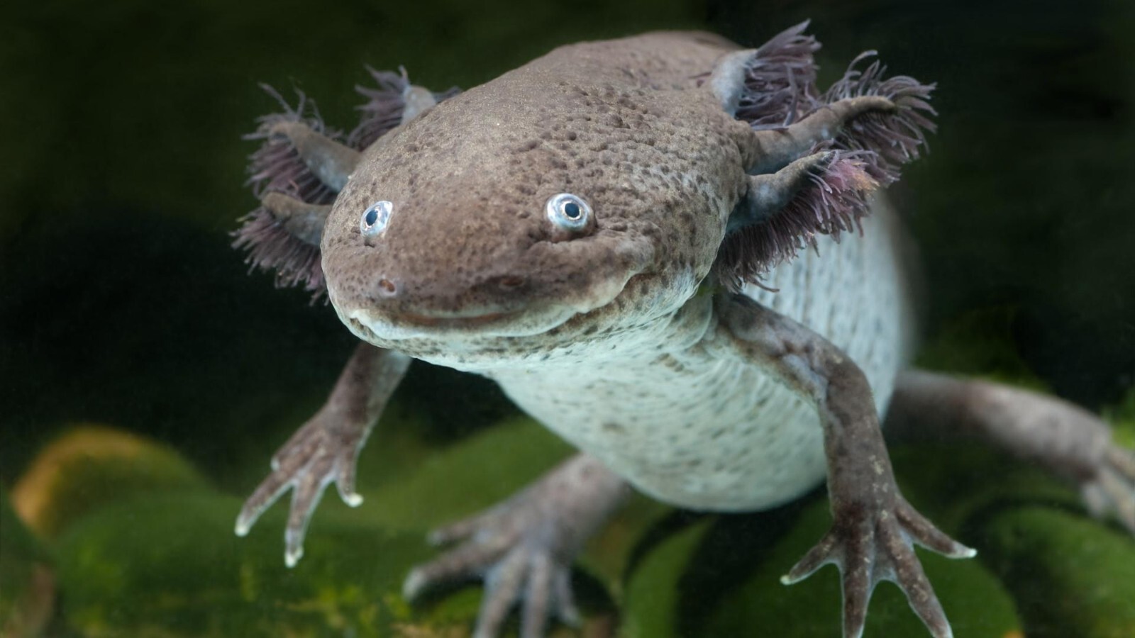 Axolotl Blackworm Pellets, California Blackworm 1, 2 & 3mm Sinking Pellet Mix