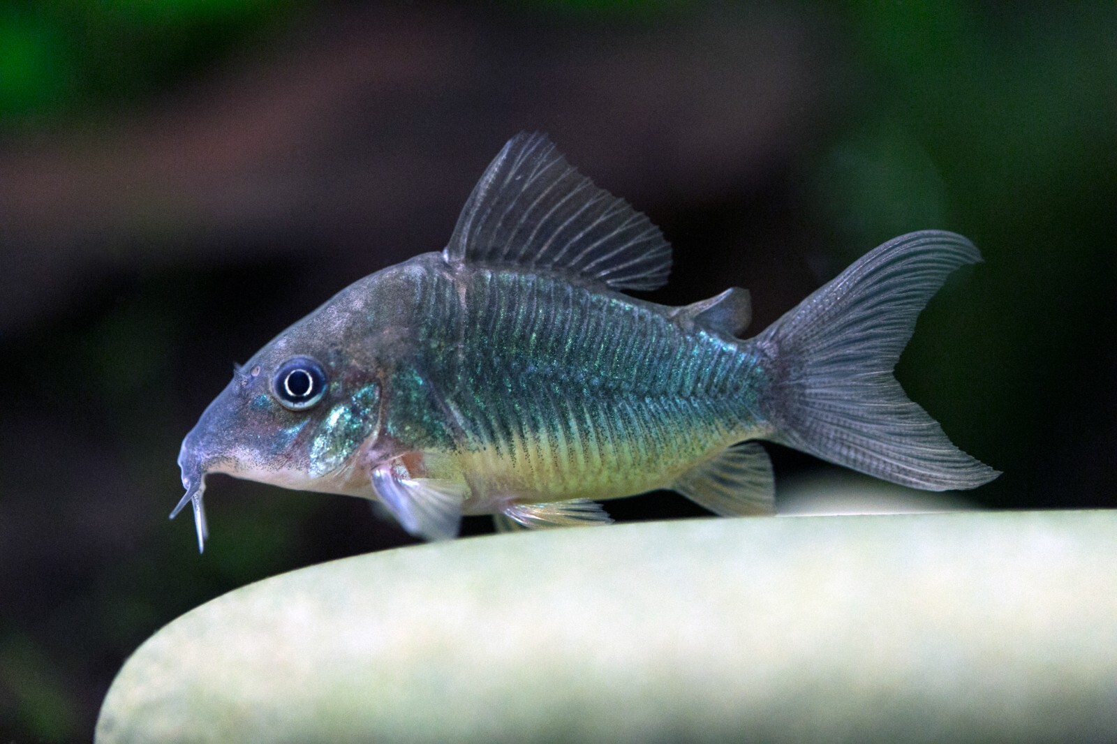 CORY CATFISH FOOD MIX Bottom Feeders,Snail,Crayfish,Catfish,Loach,ABF205