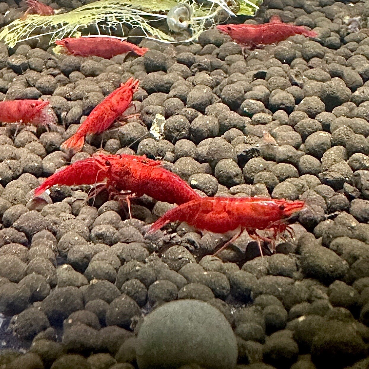20+ Fire Red Shrimp Neocaridina Shrimp FREE SHIPPING BEST PRICE