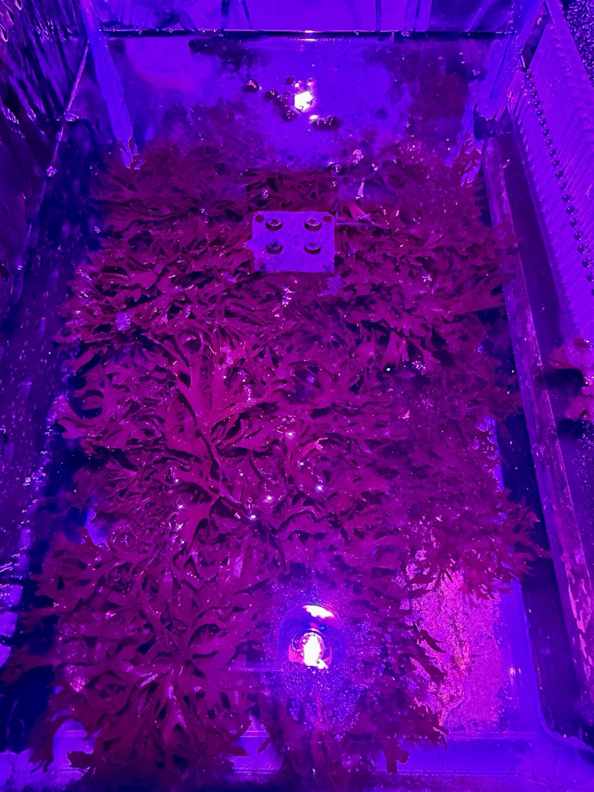 XL Pom Pom Gracilaria Macro Algae 7” Dense Colony Free FedEx 2Day One Rate Pak