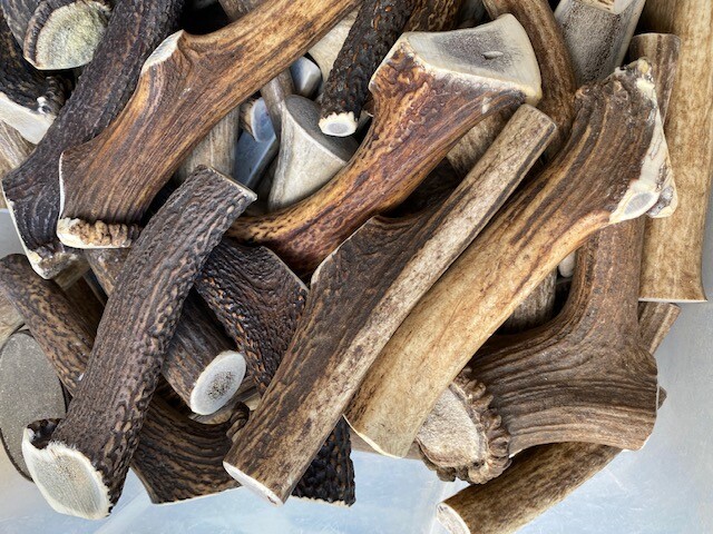 JUMBO Natural ELK Antler Shed Premium Dog Hard Dental Chew Moose FRESH Horn ONE