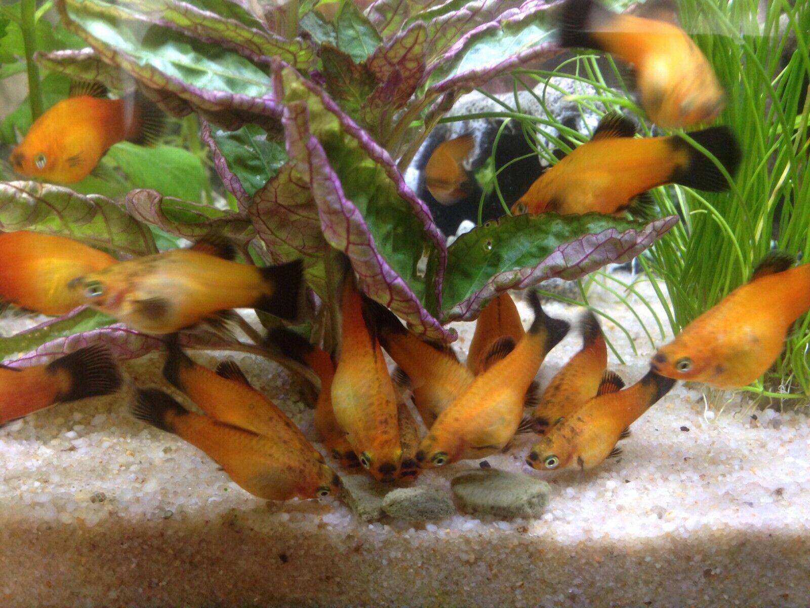 4-Type 3.5mm Sinking Wafers of Spirulina, Ultra-Worm, Ultra-Shrimp, Ultra-Color